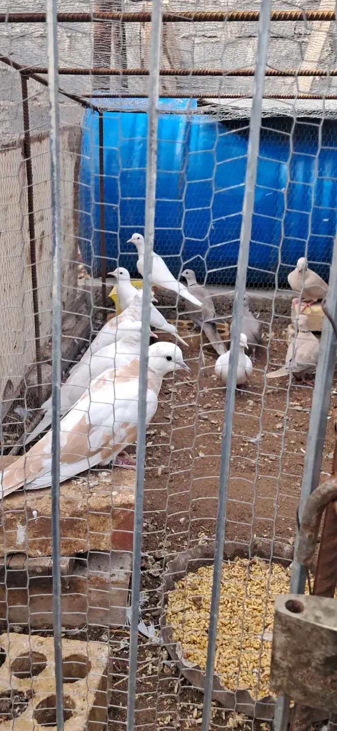 پرنده ای رام|پرنده|زید آباد, |دیوار