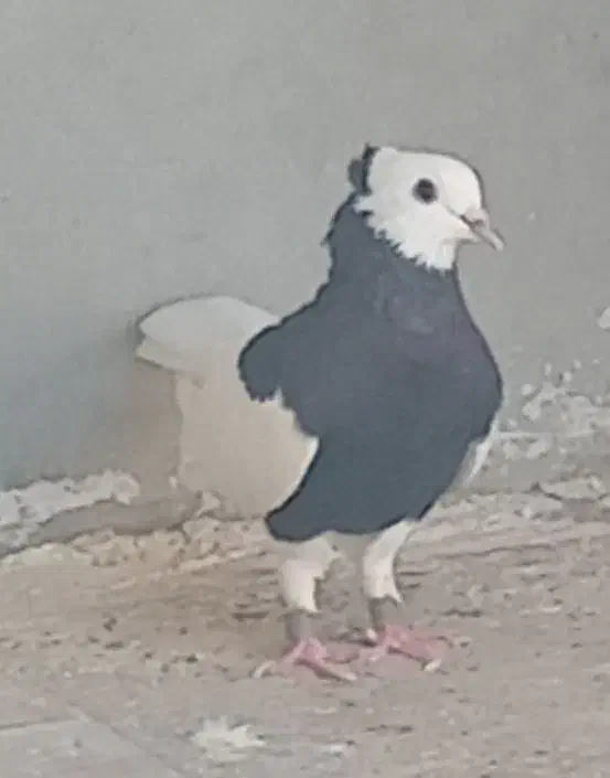 کبوتر طوقی|پرنده|اسیر, |دیوار