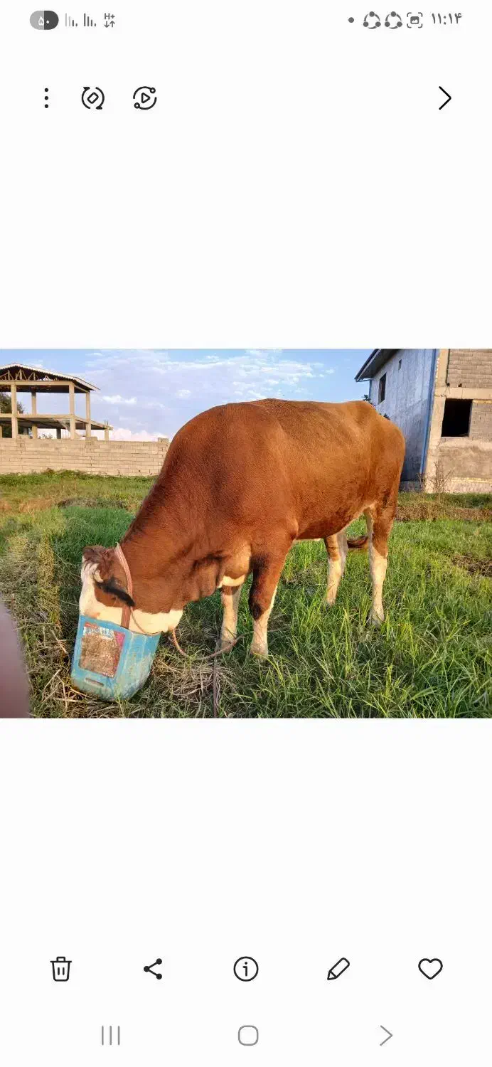 گاو سیمینتال آبستن|حیوانات مزرعه|لاهیجان, آهندان|دیوار