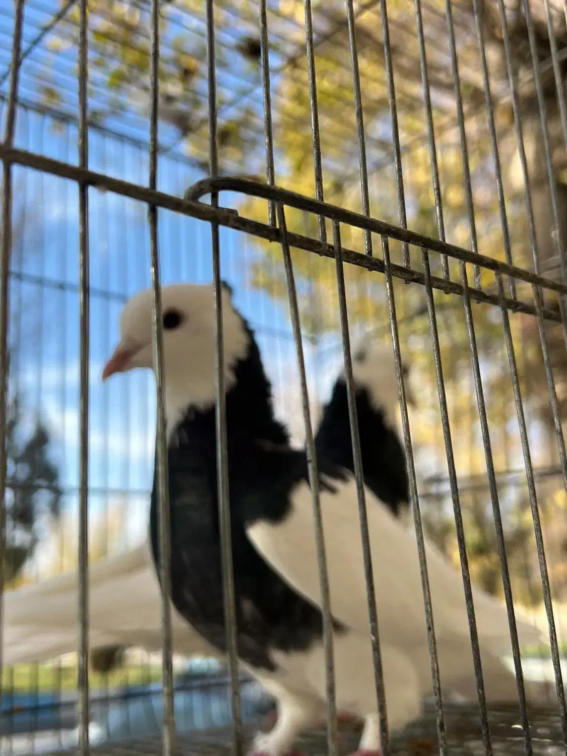 کبوتر طوقی.زاغ.کاشونی|پرنده|بروجن, |دیوار