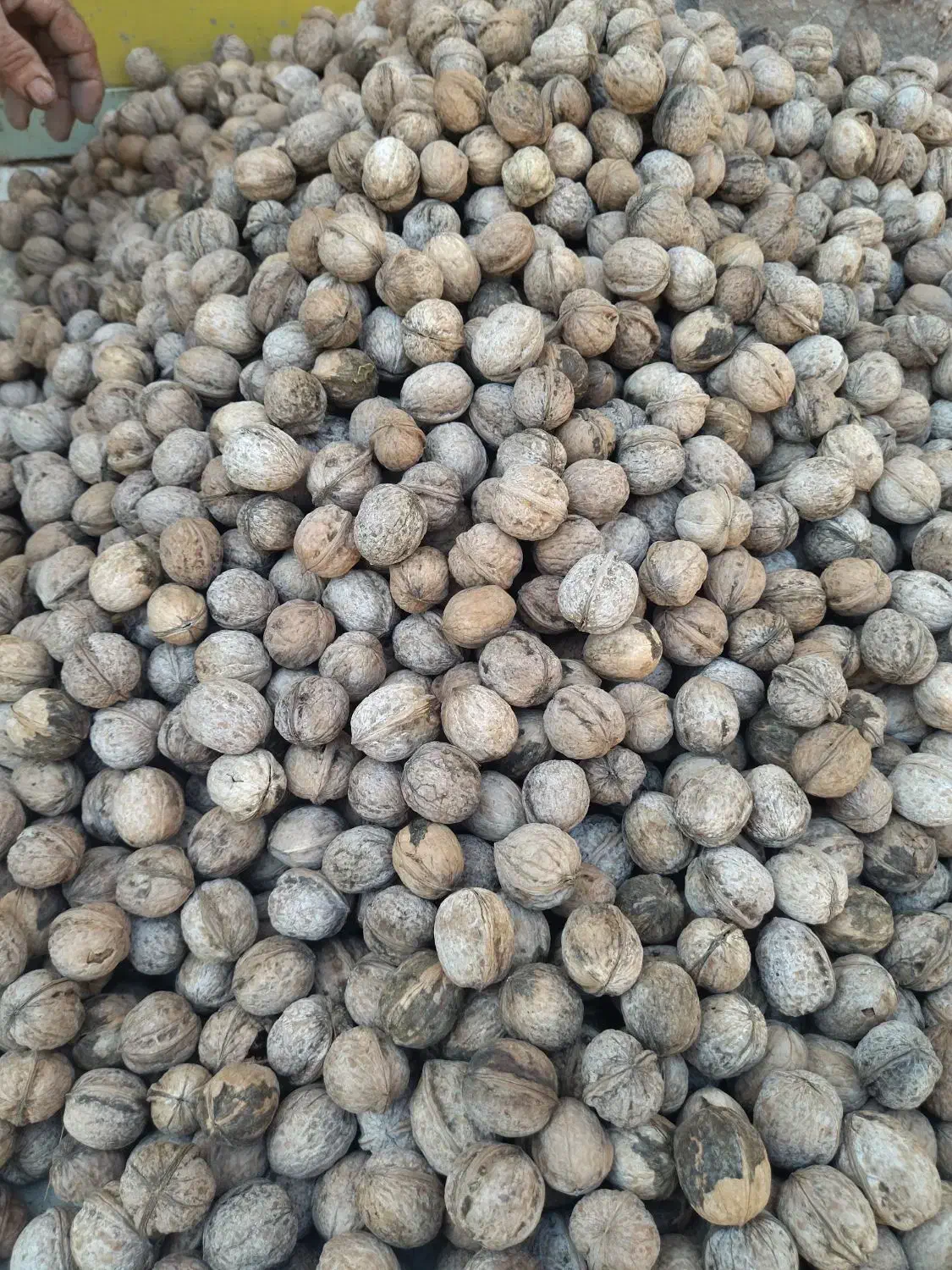 حراج گردو|حراج|مریوان, |دیوار