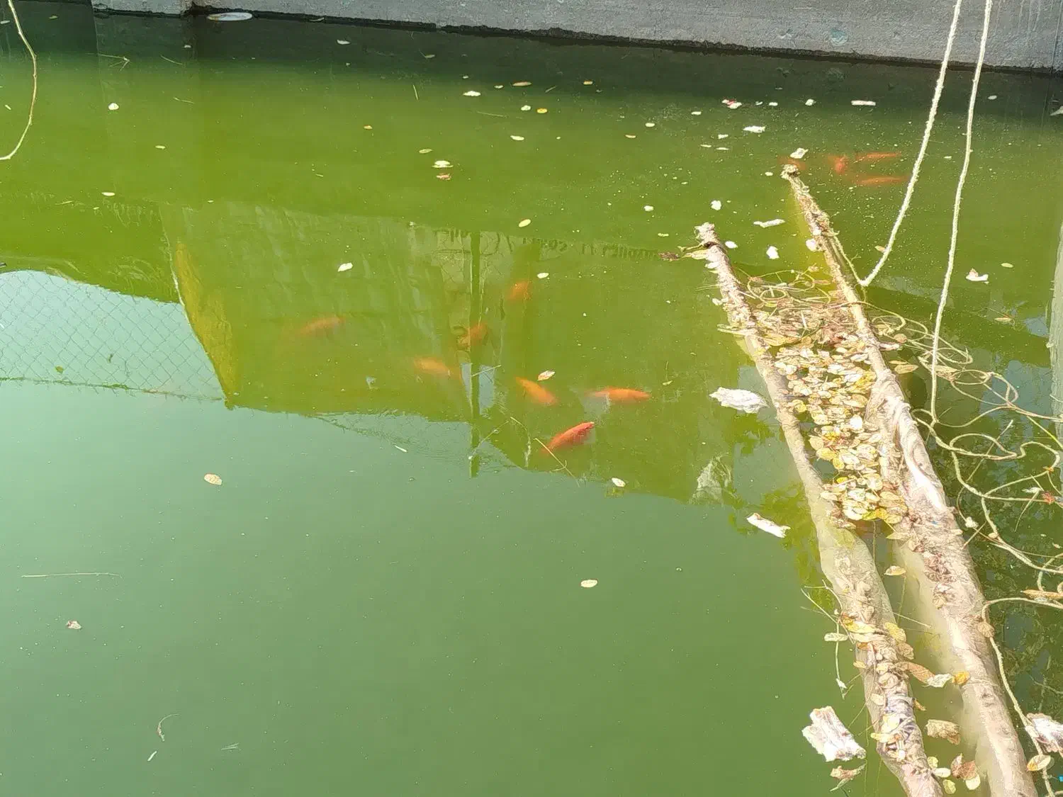 اوکازیون فروش ماهی قرمز مولد به تعدادی محدود|ماهی|گلبهار, بیزکی|دیوار