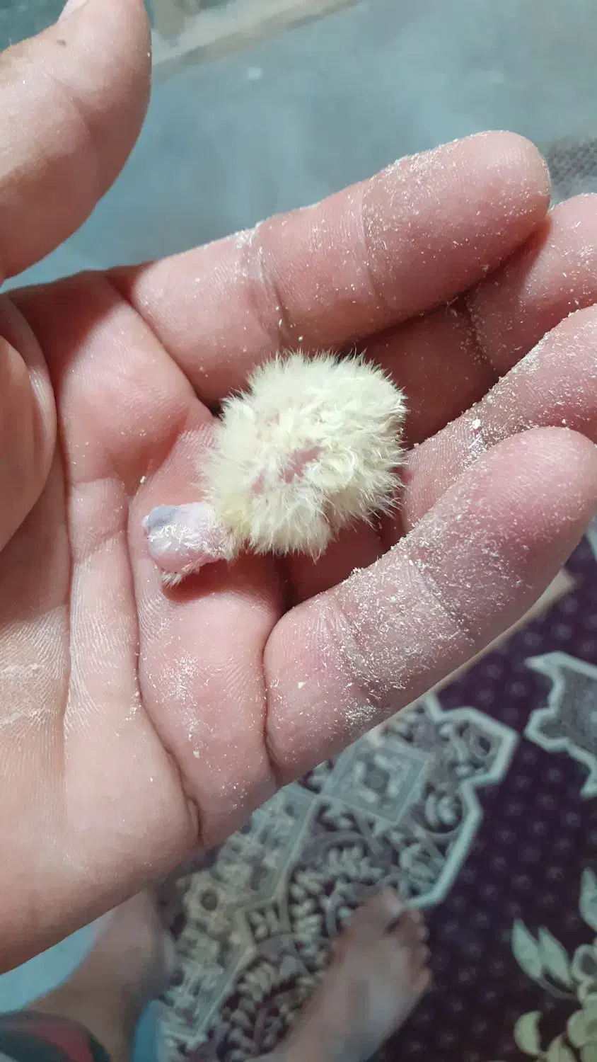 عروس هللندی گلباقی نر|پرنده|نوشهر, |دیوار