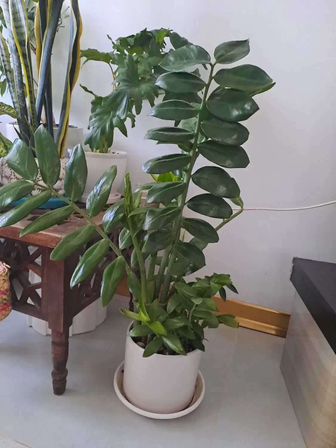 گل طبیعی رودهن فقط۲۰۰|گل و گیاه طبیعی|رودهن, |دیوار