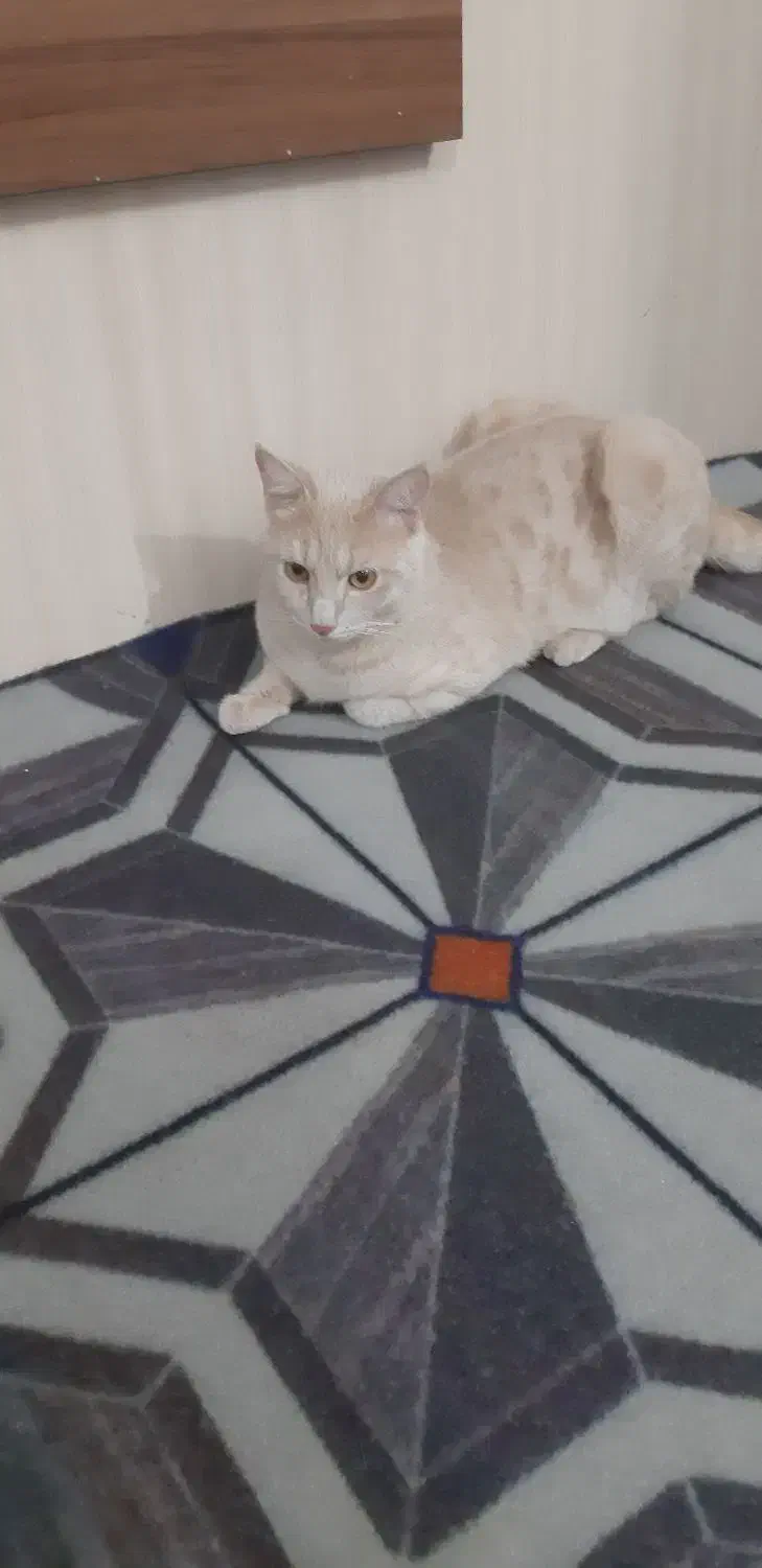 واگذاری گربه|گربه|شیراز, ارم|دیوار