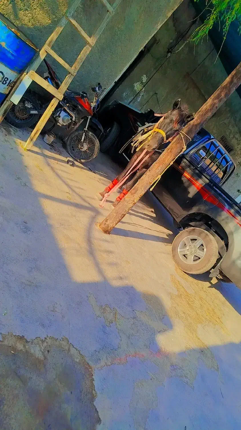 اسب ارام|اسب و تجهیزات اسبسواری|خمیر, |دیوار