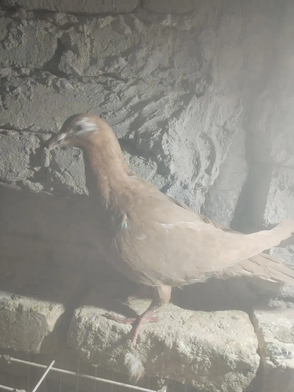 ماده سبز کاریر 3میلیون   ماده مولمنز  1800|پرنده|تربت‌حیدریه, بالا ولایت|دیوار