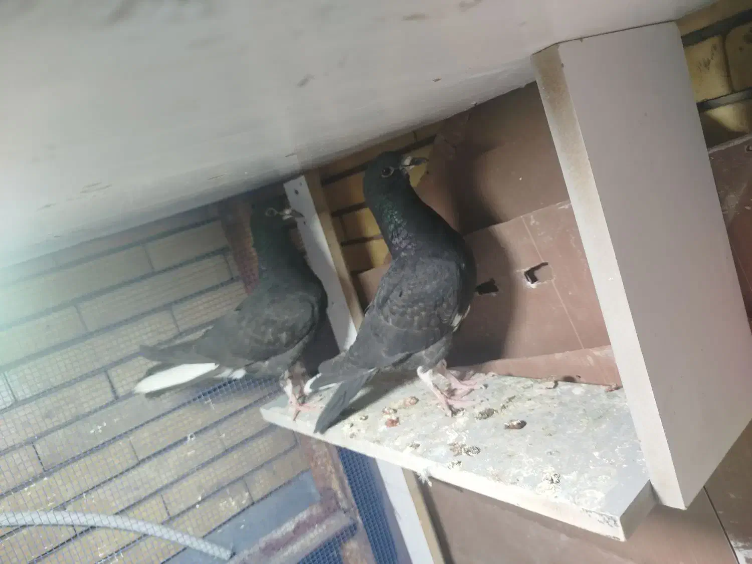 جوجه دم سفید|پرنده|زرند, |دیوار