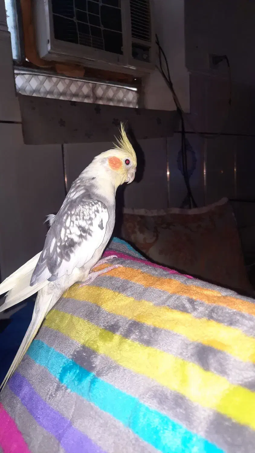 گمشده|حیوانات|میناب, |دیوار