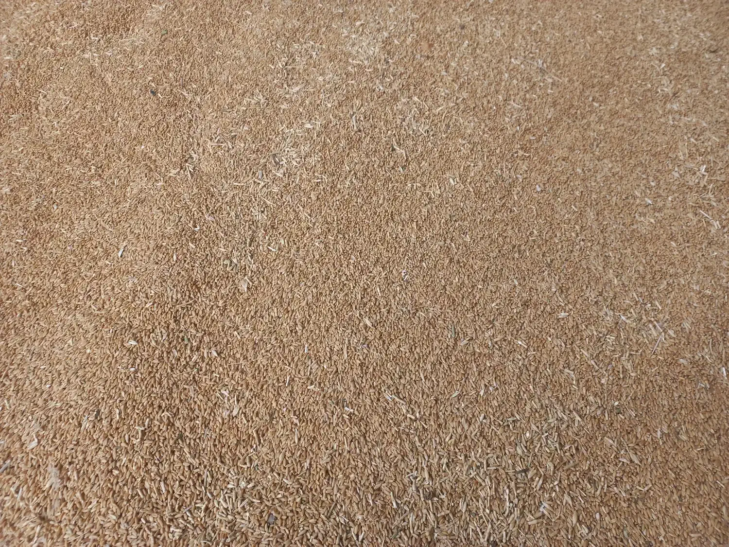 بذر گندم درجه یک|عمده‌فروشی|قیدار, |دیوار