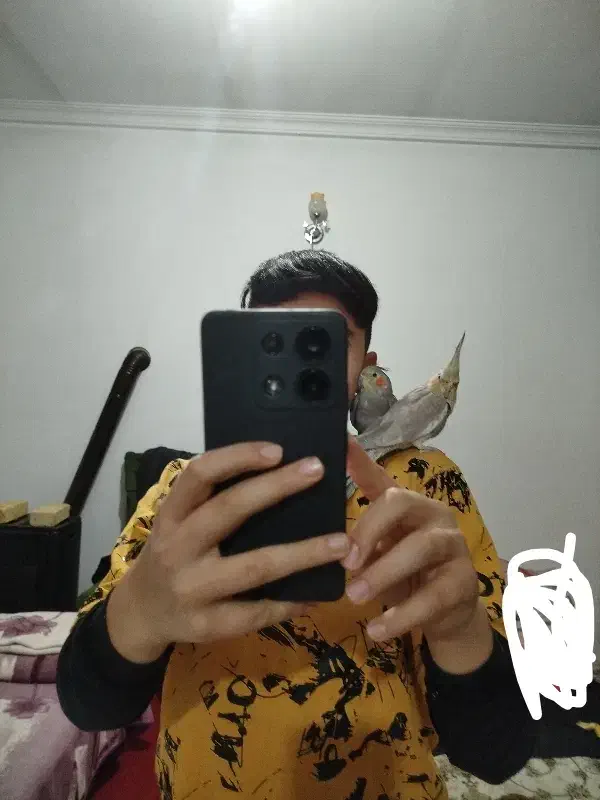 جفت عروس هلندی فول اهلی با قفس|پرنده|ارومیه, |دیوار