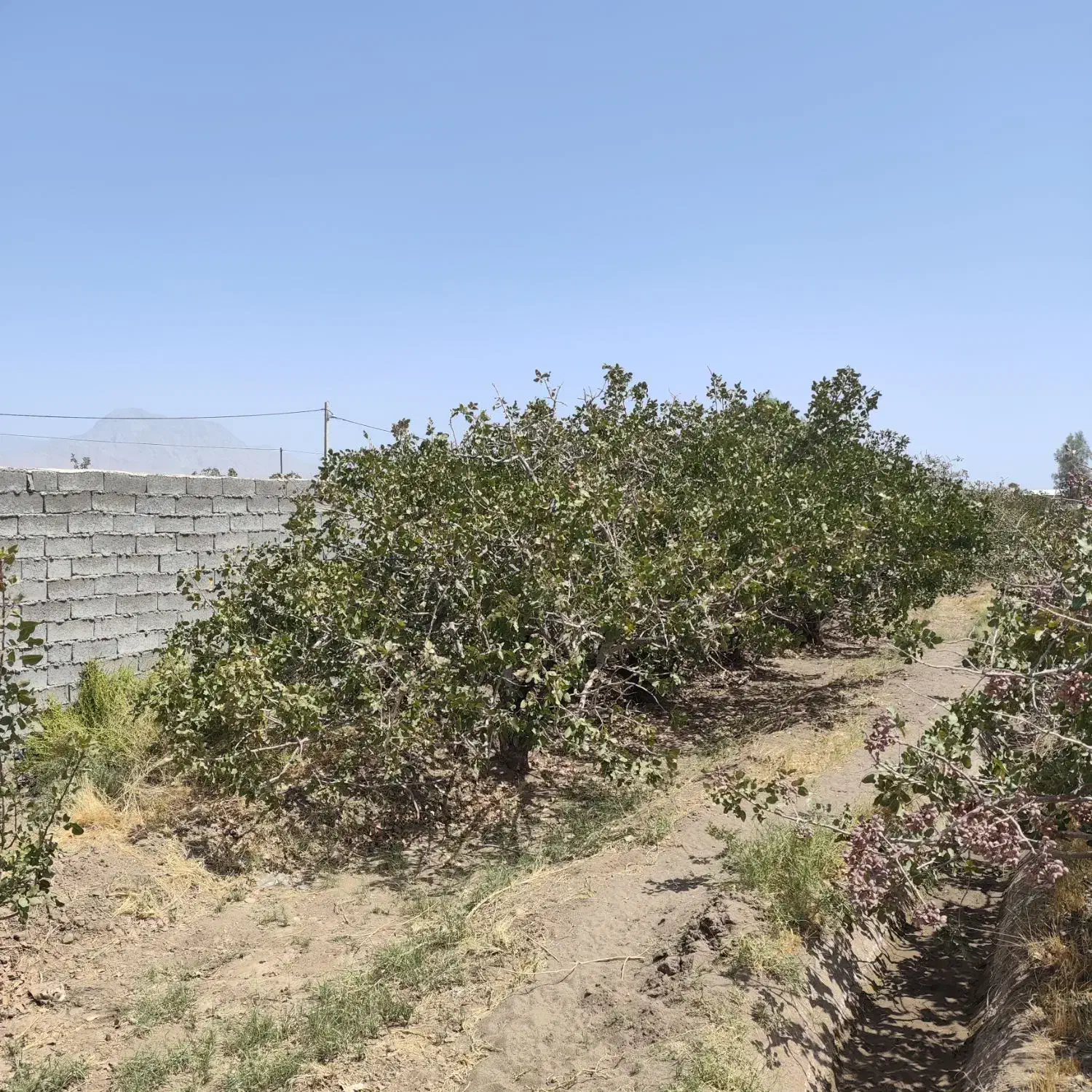 ۶۰ قصب زمین پسته فندقی با ۴ ساعت آب حسین آباد نوق|فروش دفتر صنعتی، کشاورزی، تجاری|فردوس (کرمان), |دیوار