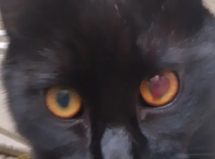 سرپرستی گربه|حیوانات|تبریز, |دیوار