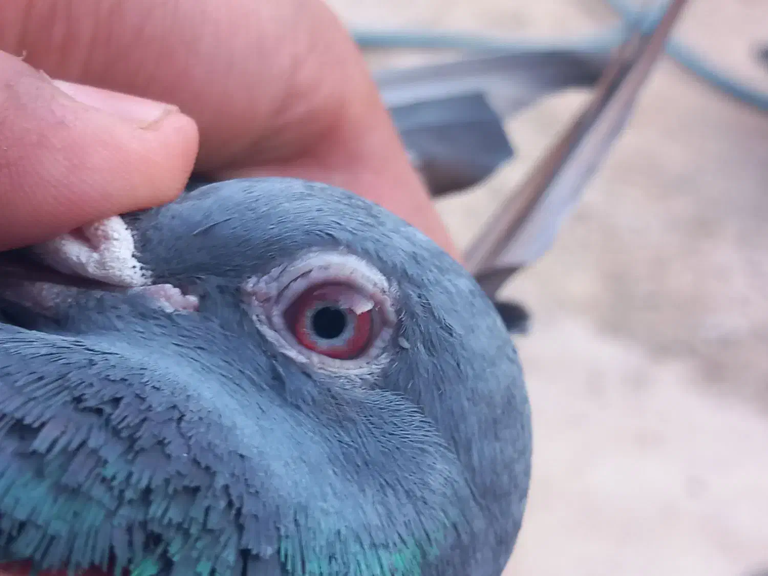 800000|پرنده|اسفرورین, |دیوار