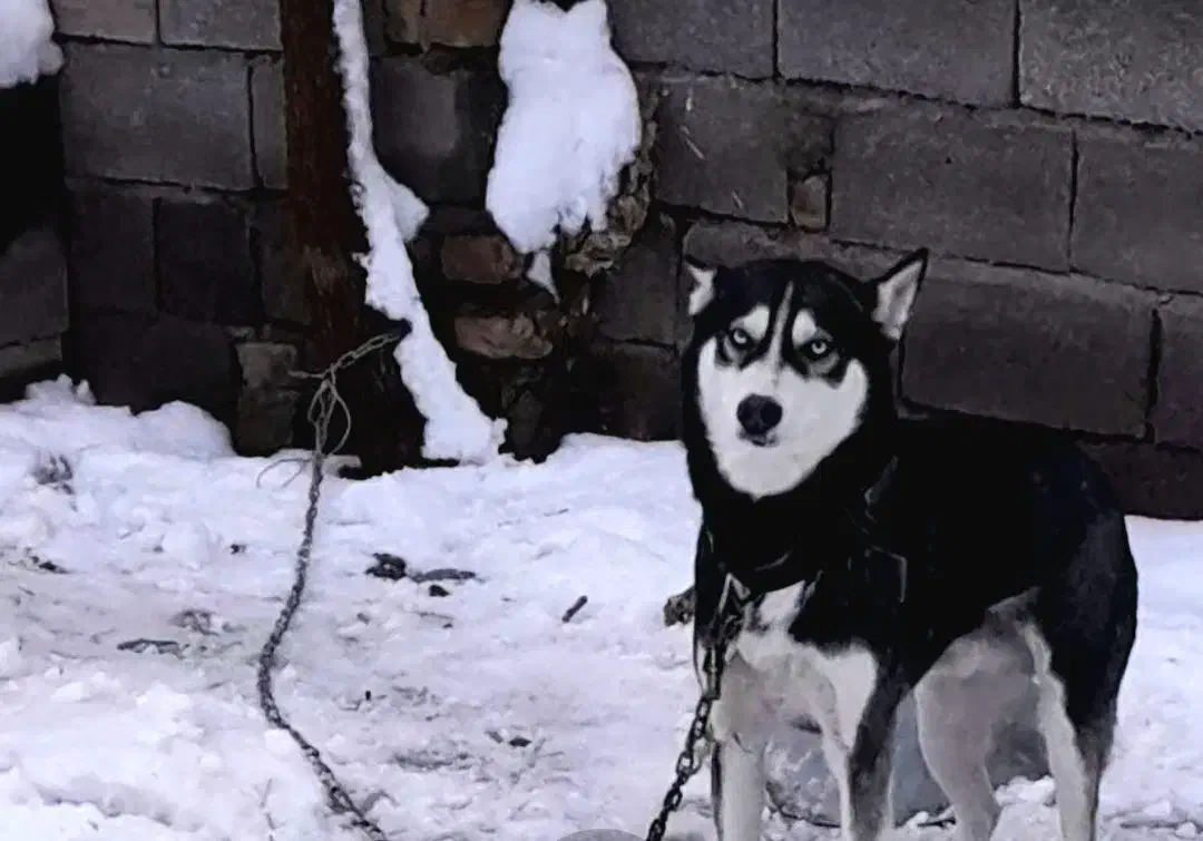 سگ خارجی اسم هاسکی|سگ|سلیمان, |دیوار