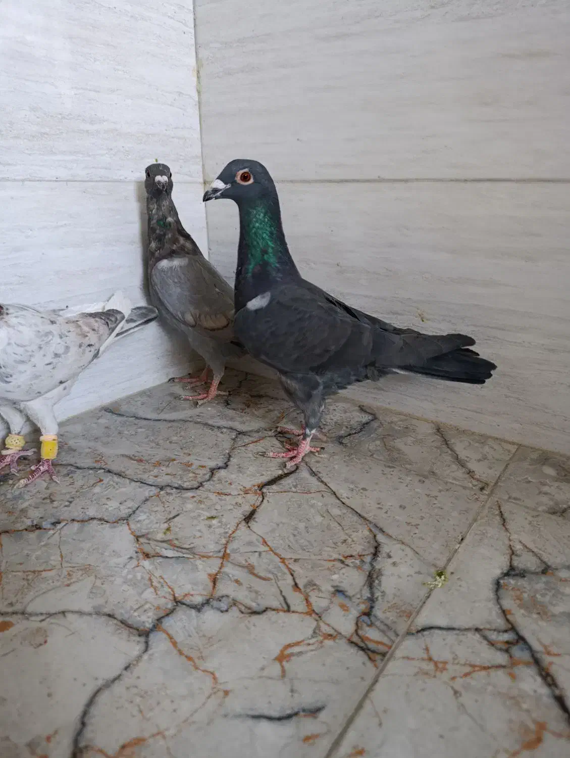 کفتر کبوتر سیاه غوره ای پیازی|پرنده|شیراز, رکنآباد|دیوار