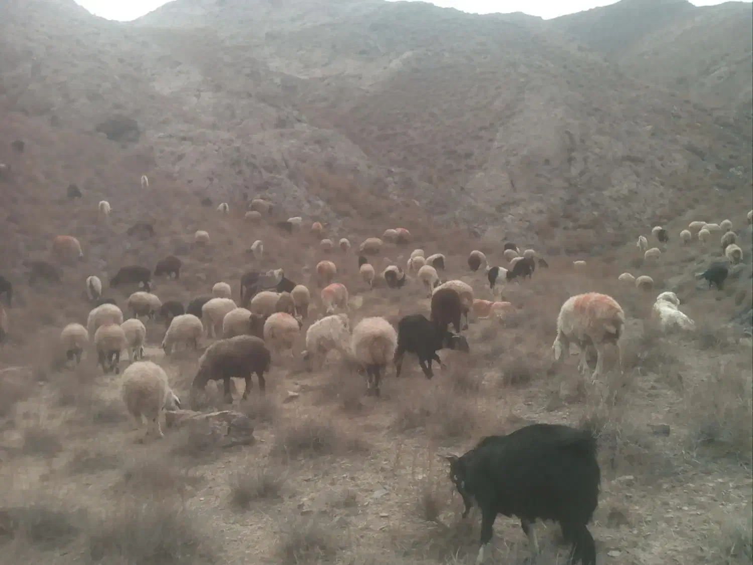 خار زنی و هرس درختان باقیچی و اره برقی|خدمات باغبانی و درختکاری|گناباد, |دیوار