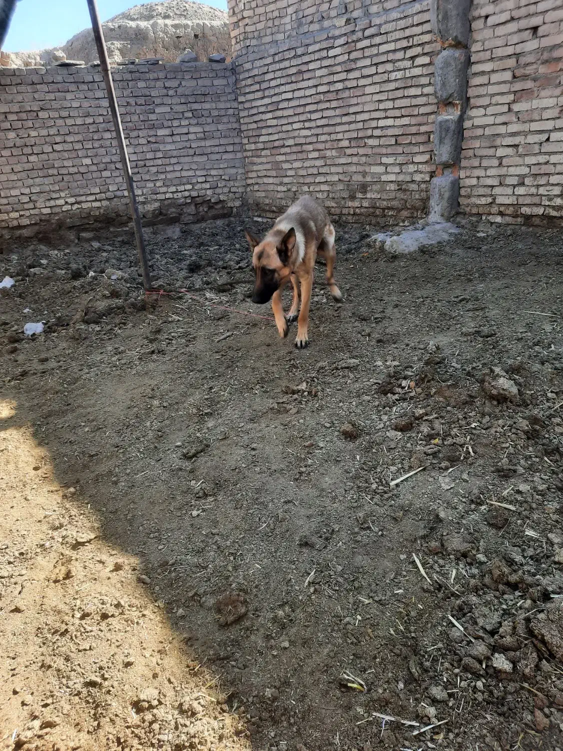 سگ مالینویز|سگ|خوسف, |دیوار