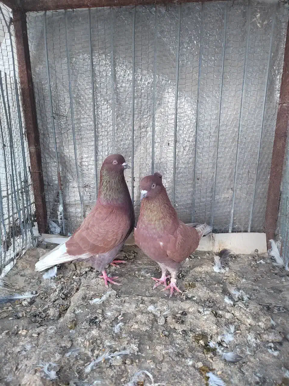 فروش فوریه یه جفت کفتر پرشی|پرنده|طبقده, |دیوار