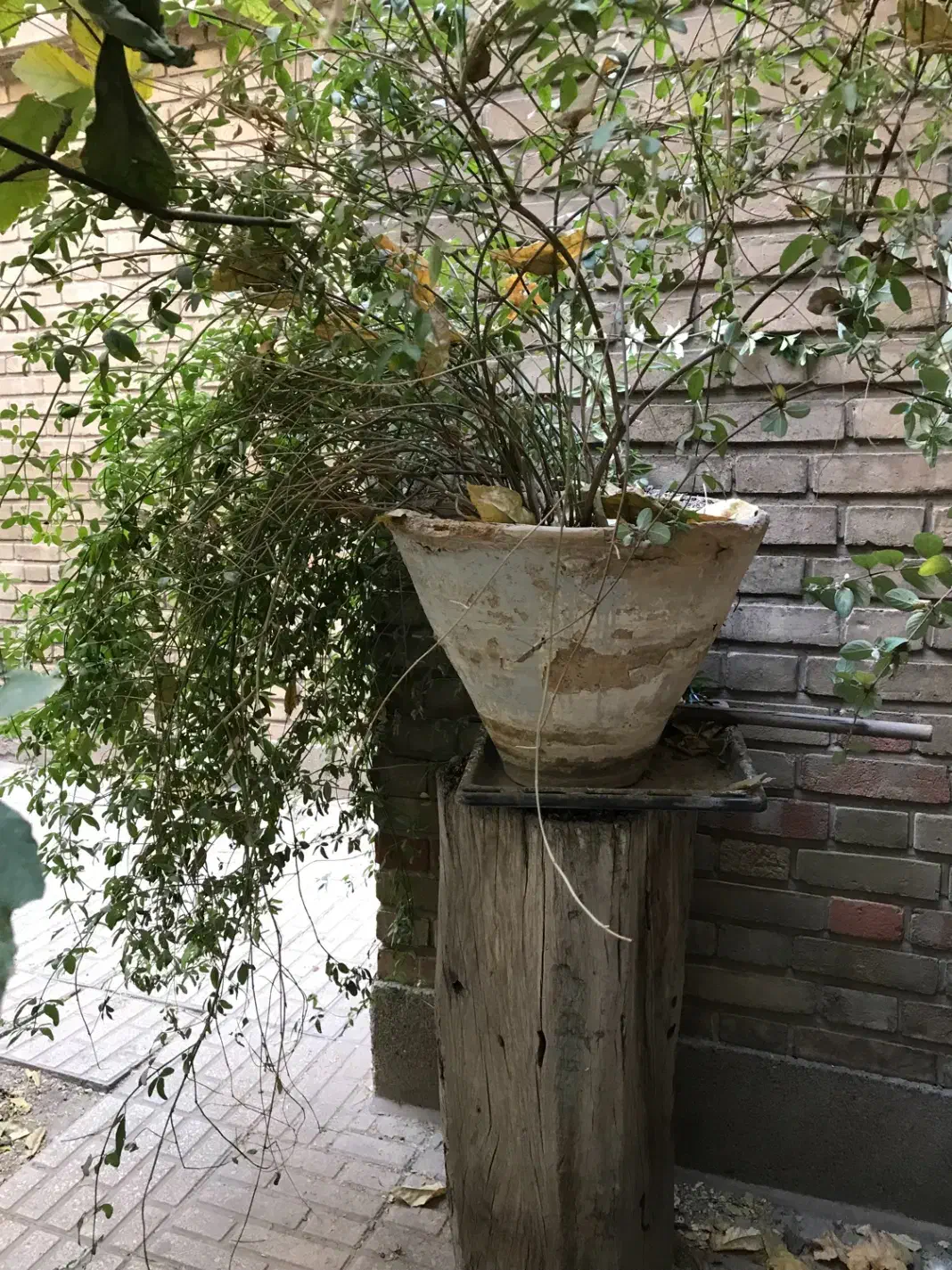 تعدادی گل حیاط و راه پله همه ۵۰۰ تومان|گل و گیاه طبیعی|تهران, خواجه نصیر طوسی|دیوار