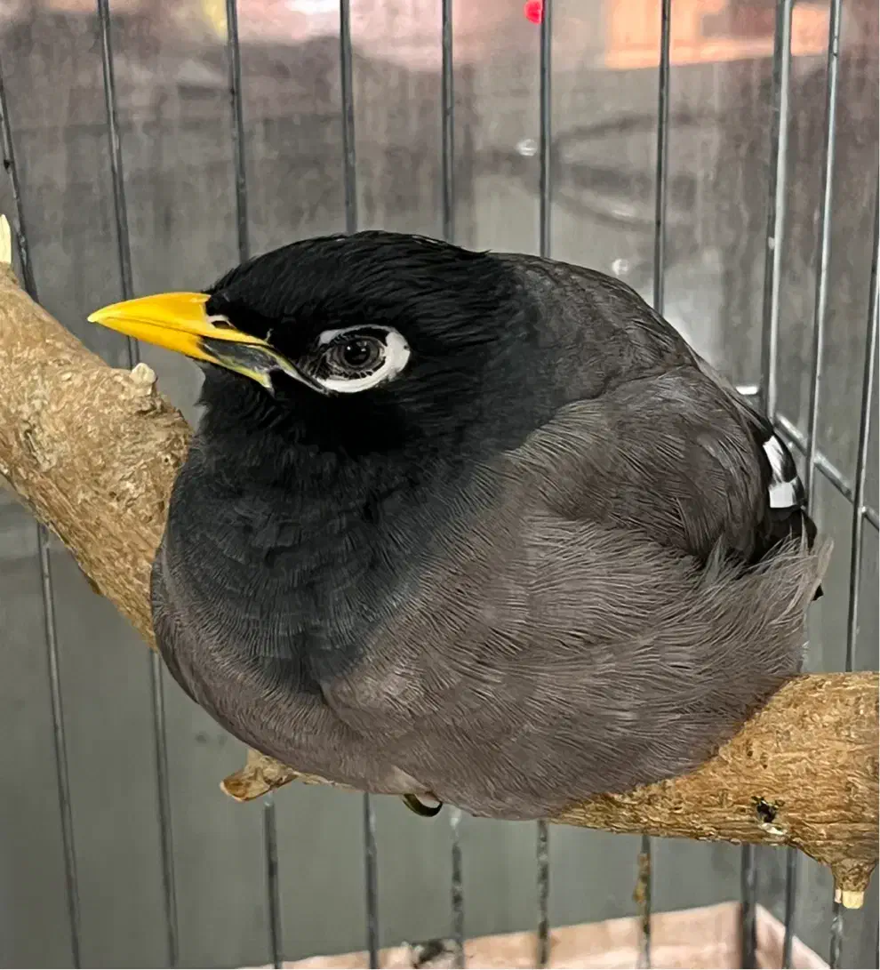 مرغ مینا سخنگو شاه تخم|پرنده|قدس, شهرقدس|دیوار