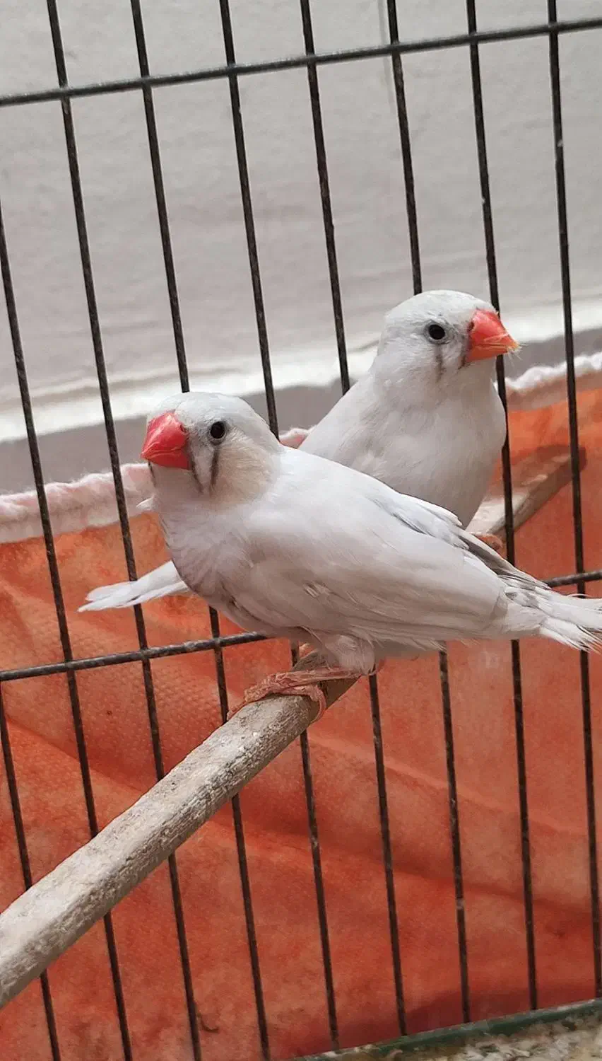 یک جفت فنچ بالغ سالم همراه با تخم|پرنده|کرمانشاه, |دیوار