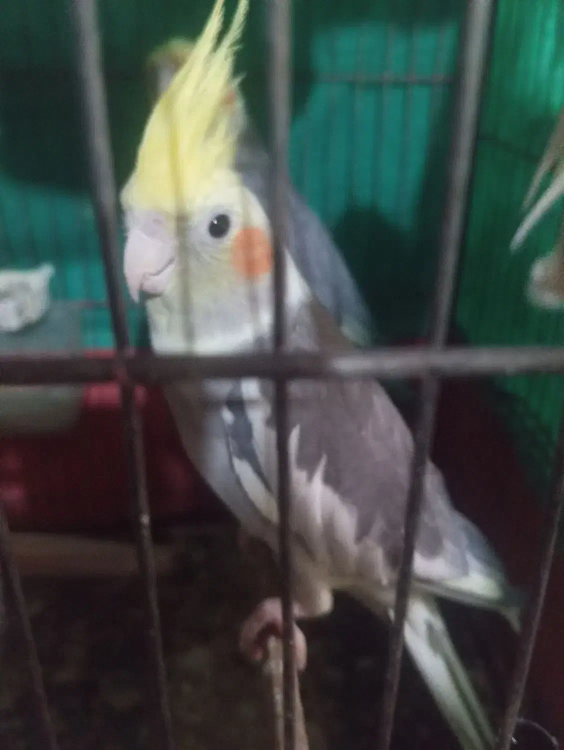 عروس هلندی آلبینونر ویک جفت سینامون|پرنده|حاجی آباد, |دیوار