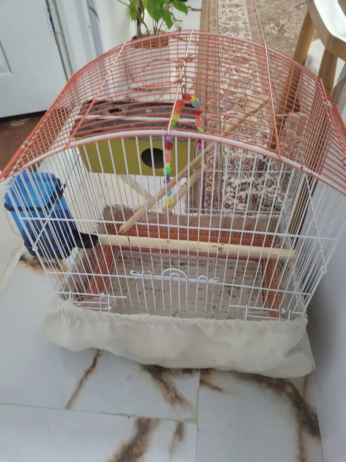 طوطی برزیلی جفت با قفس|پرنده|هشتگرد, ینگی امام|دیوار