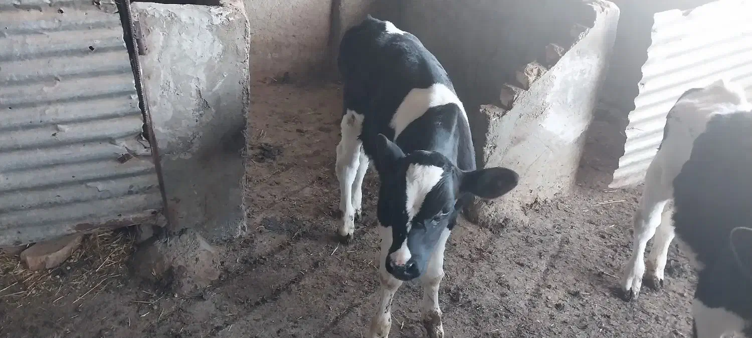 گوساله نر و ماده ۴۰ روزه|حیوانات مزرعه|تربتحیدریه, آسایش|دیوار