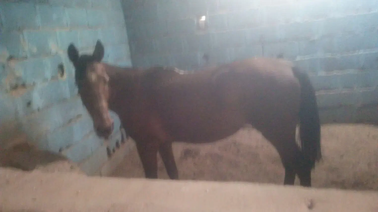 اسب دره شوری برای فروش فوریاسب نژاد دره شوری|اسب و تجهیزات اسب‌سواری|مهریز, |دیوار