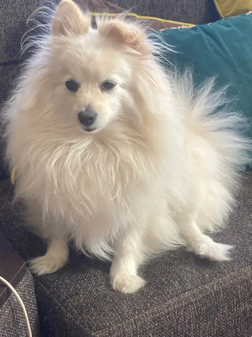 واگذاری سگ|سگ|شاهین‌شهر, خانه کارگر|دیوار