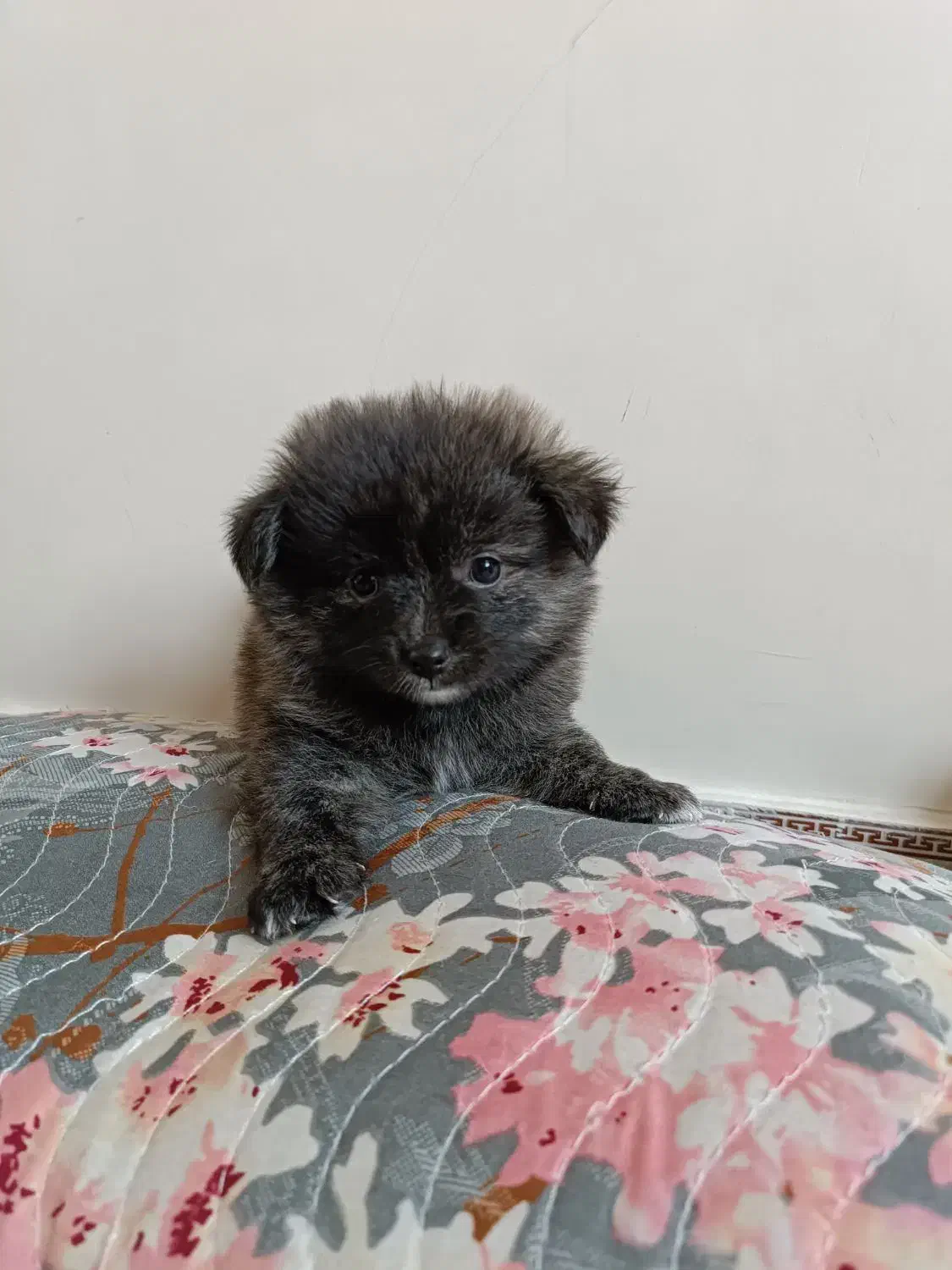 توله پامر اشپیتز|سگ|ری, شهرری|دیوار