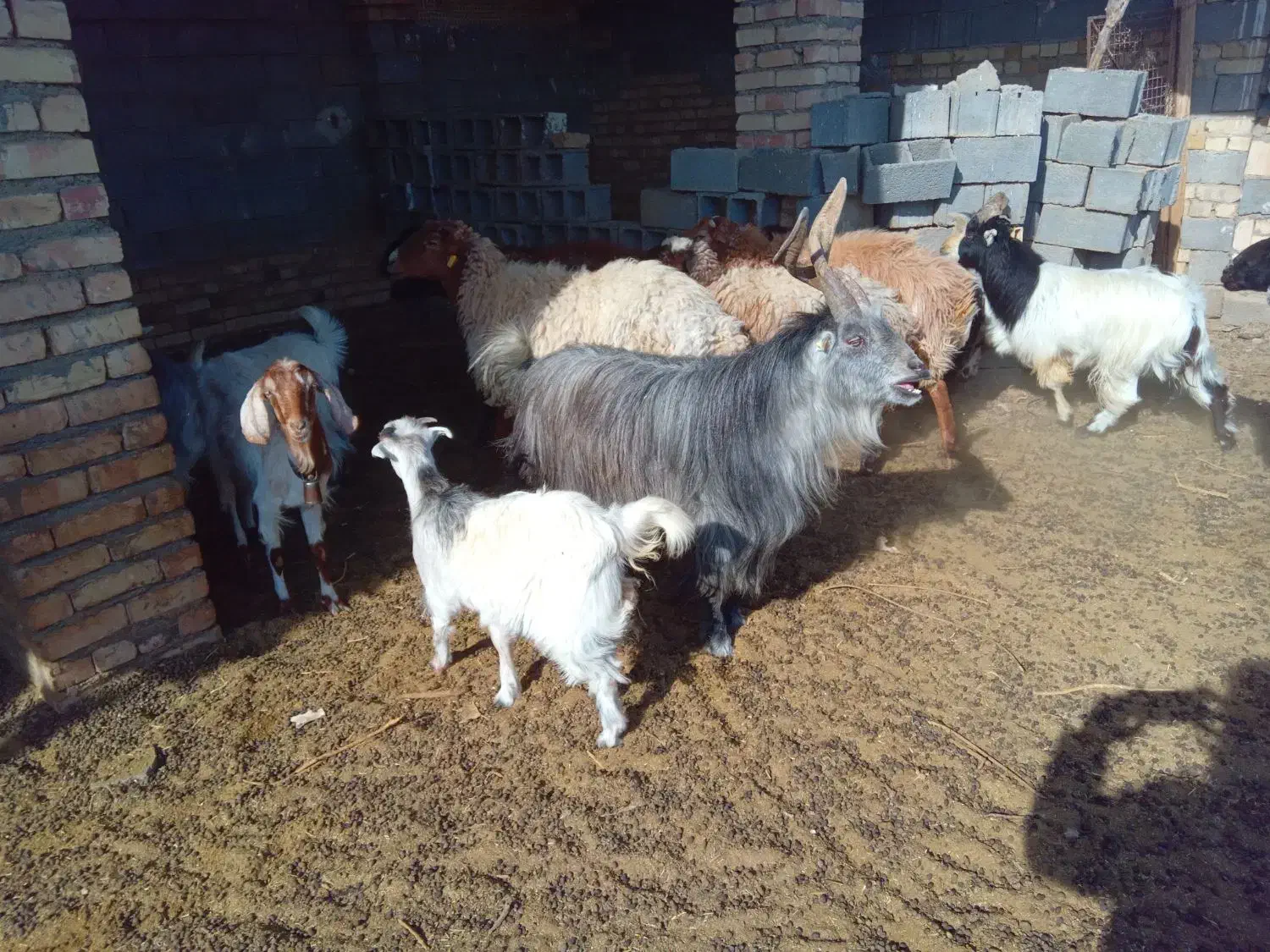 نر سه بری،|حیوانات مزرعه|کویرات, |دیوار