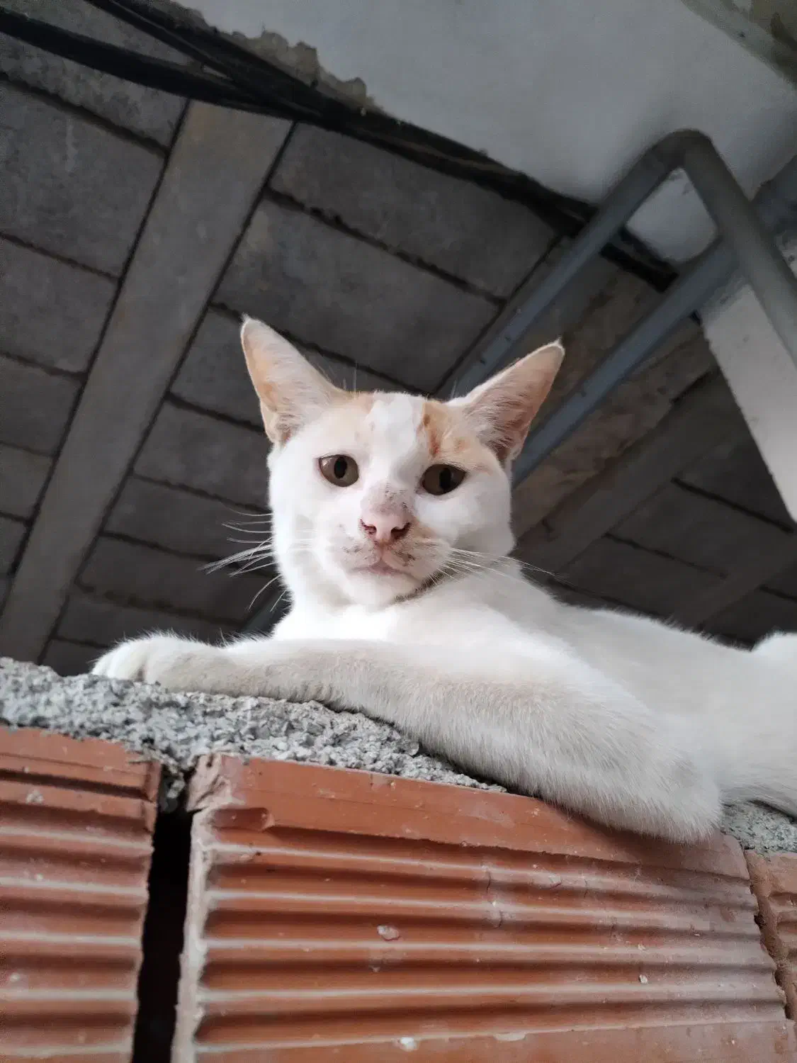 واگذاری گربه|گربه|قائم‌شهر, |دیوار