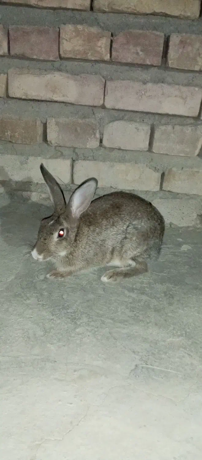 یک عدد خرگوش بزرگ ماده|موش و خرگوش|سراوان, |دیوار