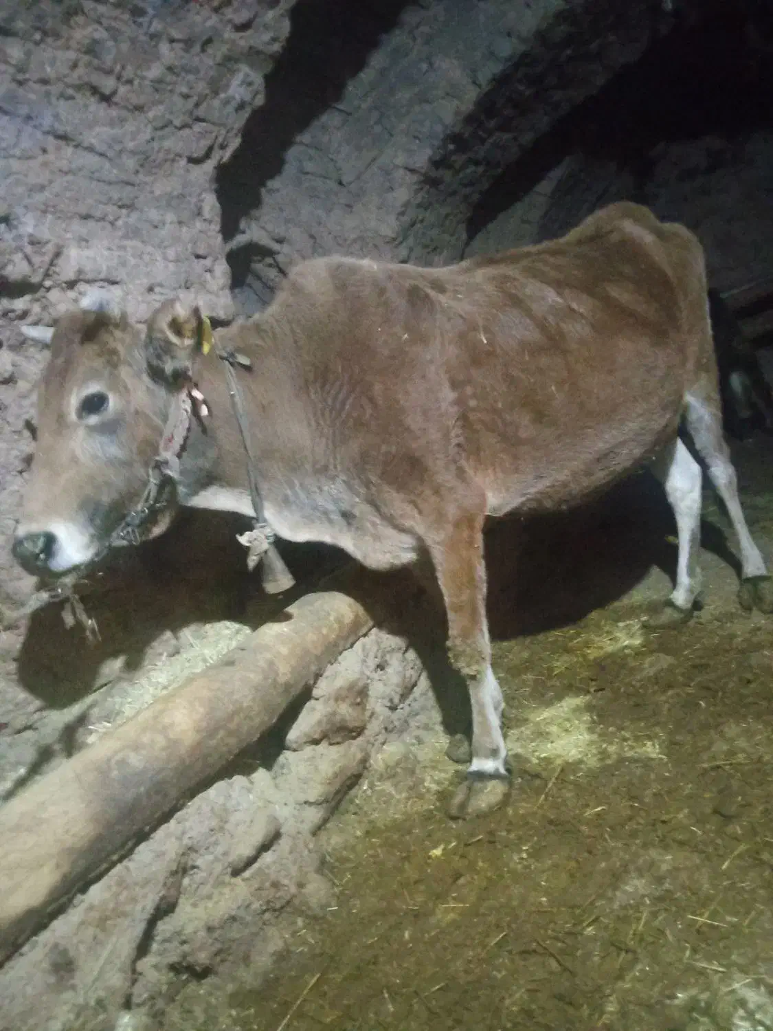 گاو 6ماه آبستن خانگی|حیوانات مزرعه|اردل, |دیوار