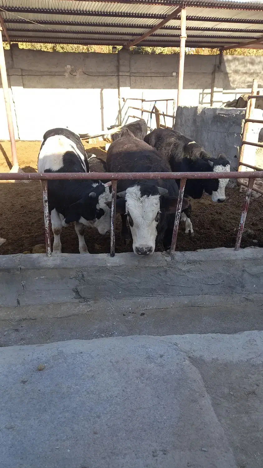 گوساله چاق|حیوانات مزرعه|پیر بکران, |دیوار