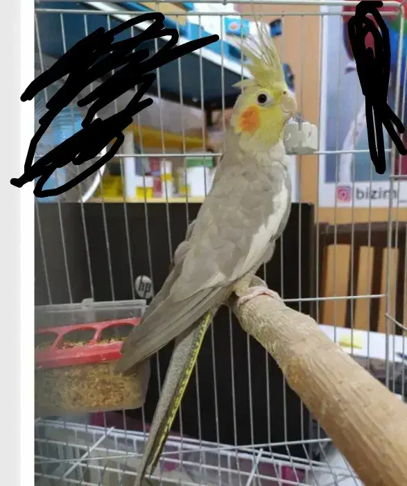 عروس هلندی ماده|پرنده|سرایان, |دیوار