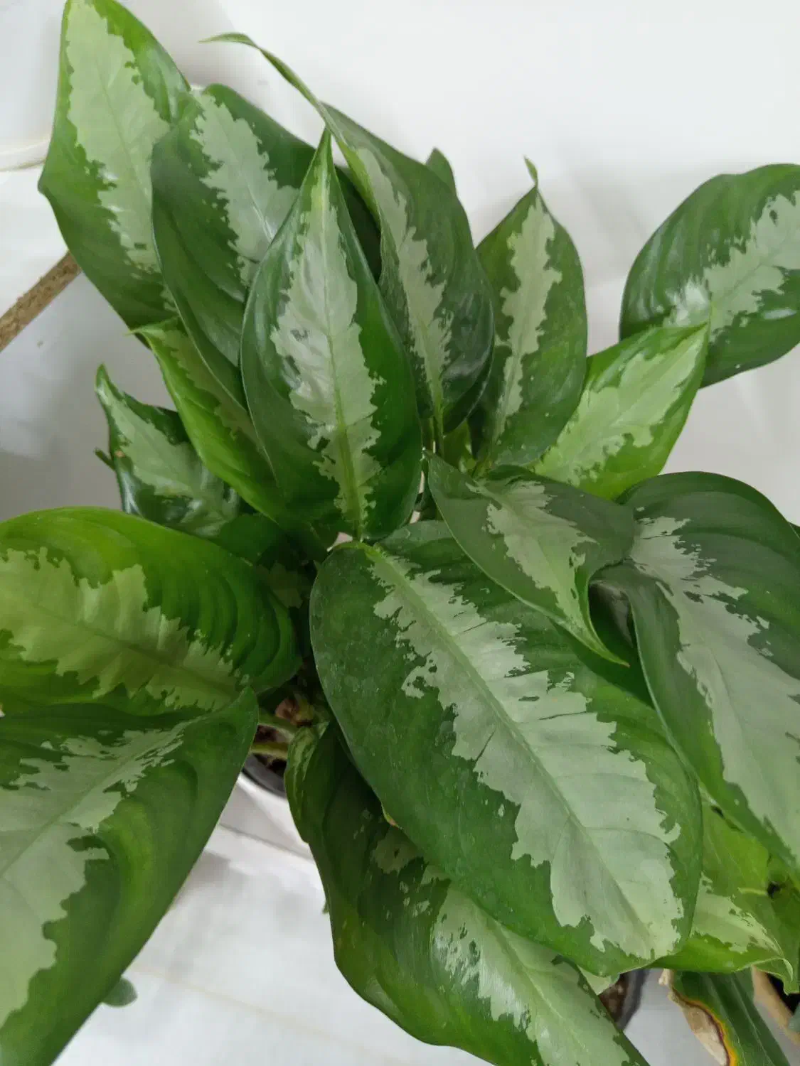 گیاه اگلونما هندونه ایی|گل و گیاه طبیعی|شاهین‌شهر, شهرک هشت بهشت|دیوار