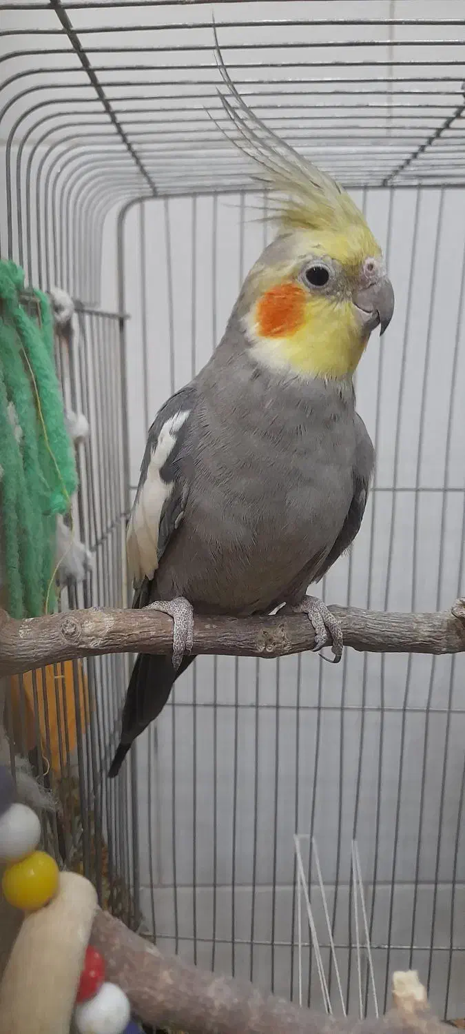 عروس هلندی|پرنده|قم, باغ شریفی|دیوار