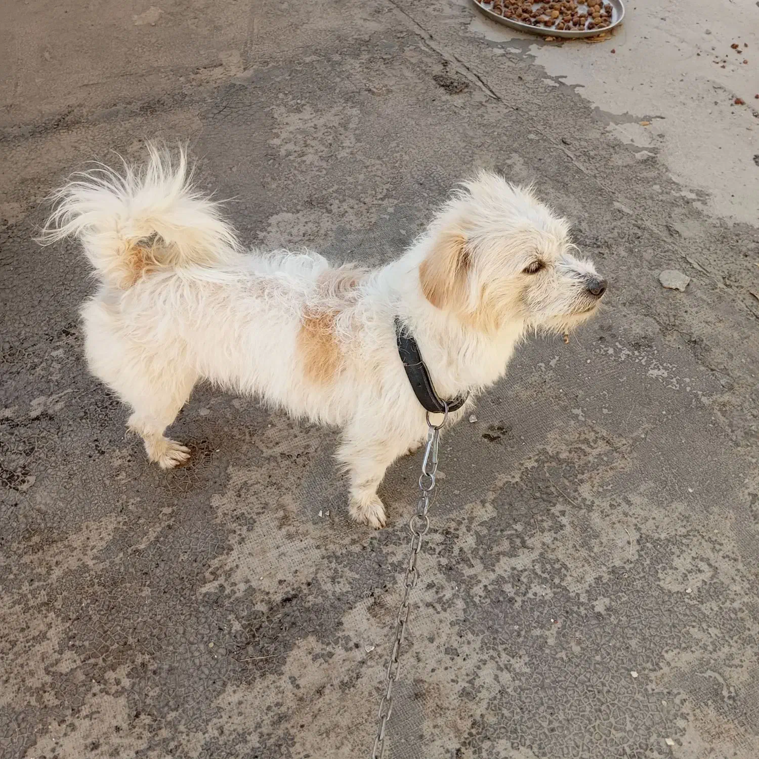 سگ خانگی|سگ|یاسوج, |دیوار