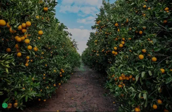 کارگرساده برای چیدن پرتغال|استخدام خدمات فروشگاه و رستوران|چابکسر, |دیوار