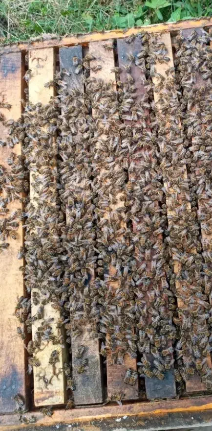 زنبورعسل|حیوانات مزرعه|علیآباد کتول, |دیوار