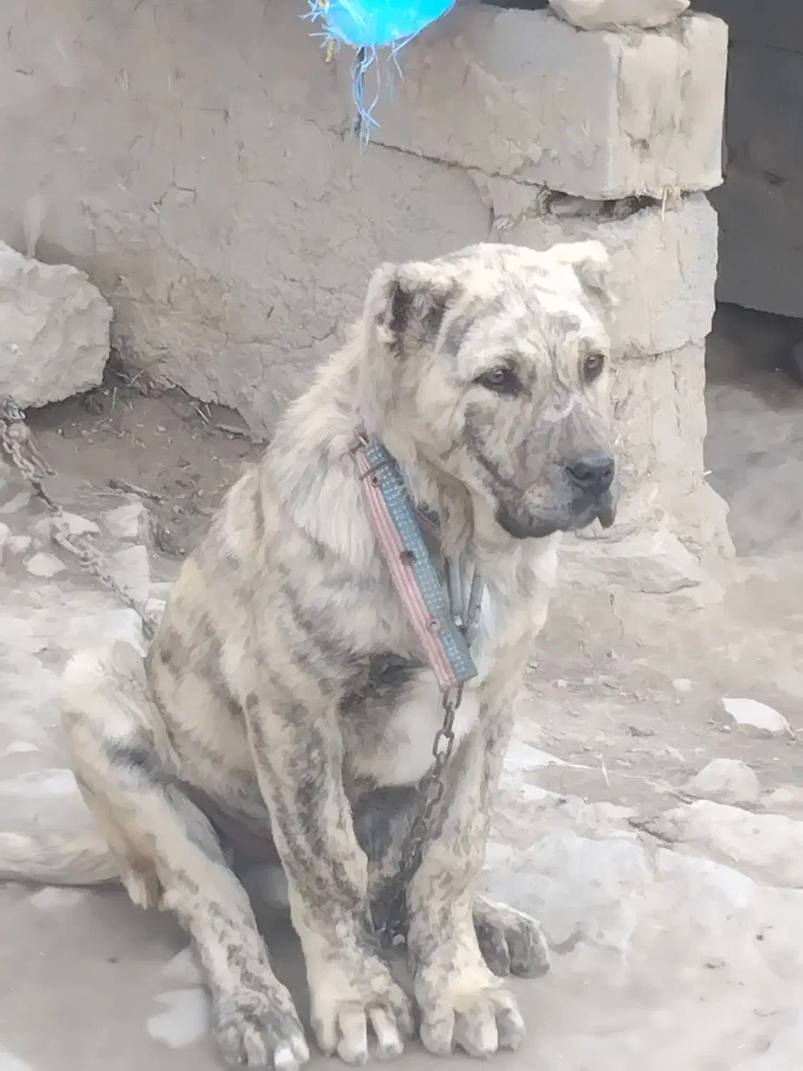 طوله سگ|سگ|شیروان (خراسان), |دیوار