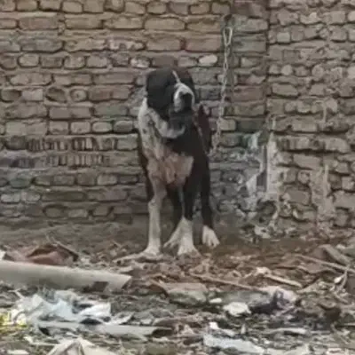 سگ نژاد افغان 3 ساله نگهبان ژرمن قدرجونی الابای|سگ|تهران, علم و صنعت|دیوار