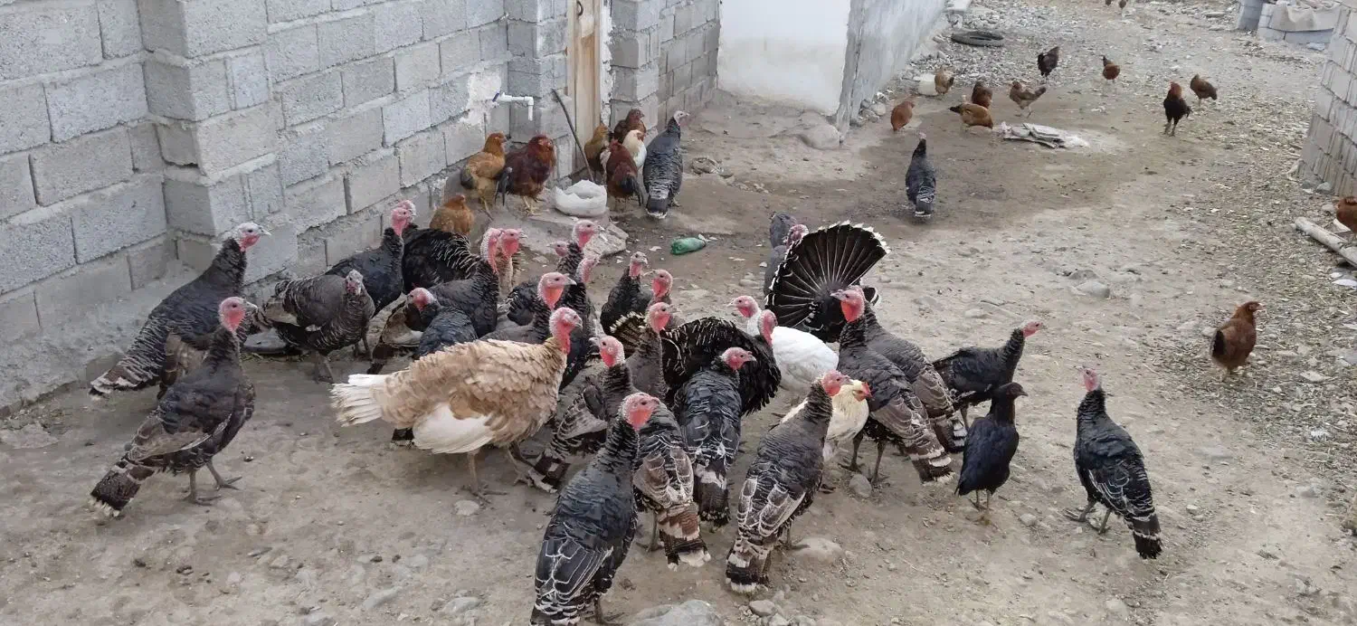 حیوانات|حیوانات مزرعه|مشگین شهر, |دیوار