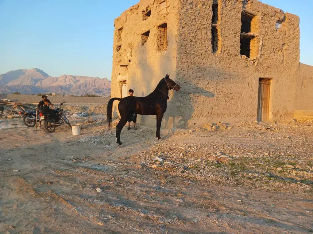 نریون سیاه|اسب و تجهیزات اسب‌سواری|بندرعباس, |دیوار