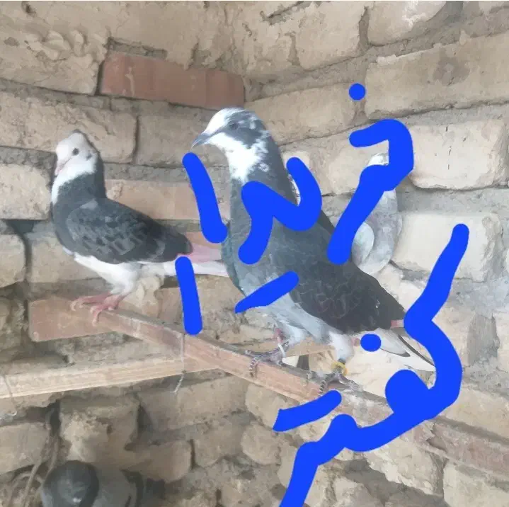 کفتر کبوتر|پرنده|ری, شهادت|دیوار