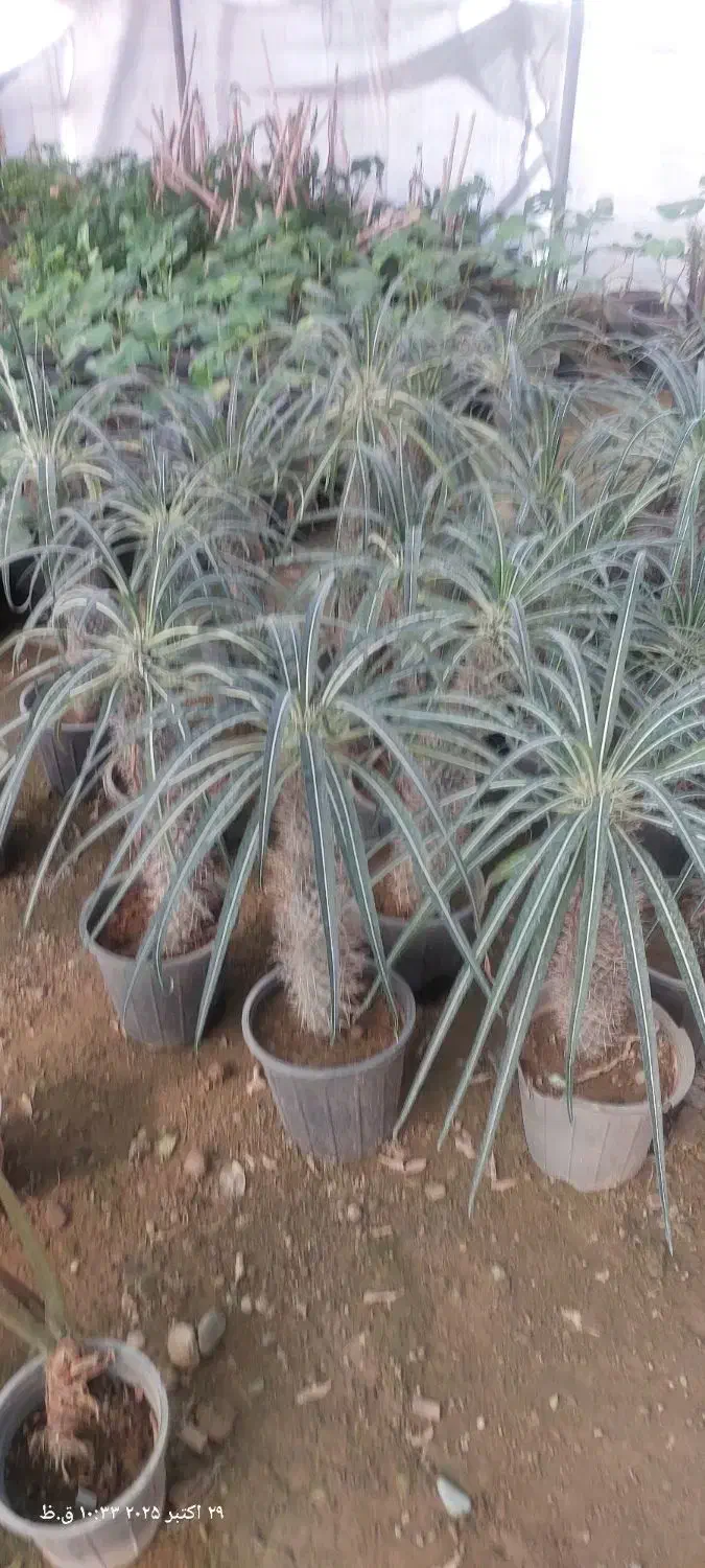 گلهای آپارتمان|گل و گیاه طبیعی|پاکدشت, پاکدشت (مامازند)|دیوار