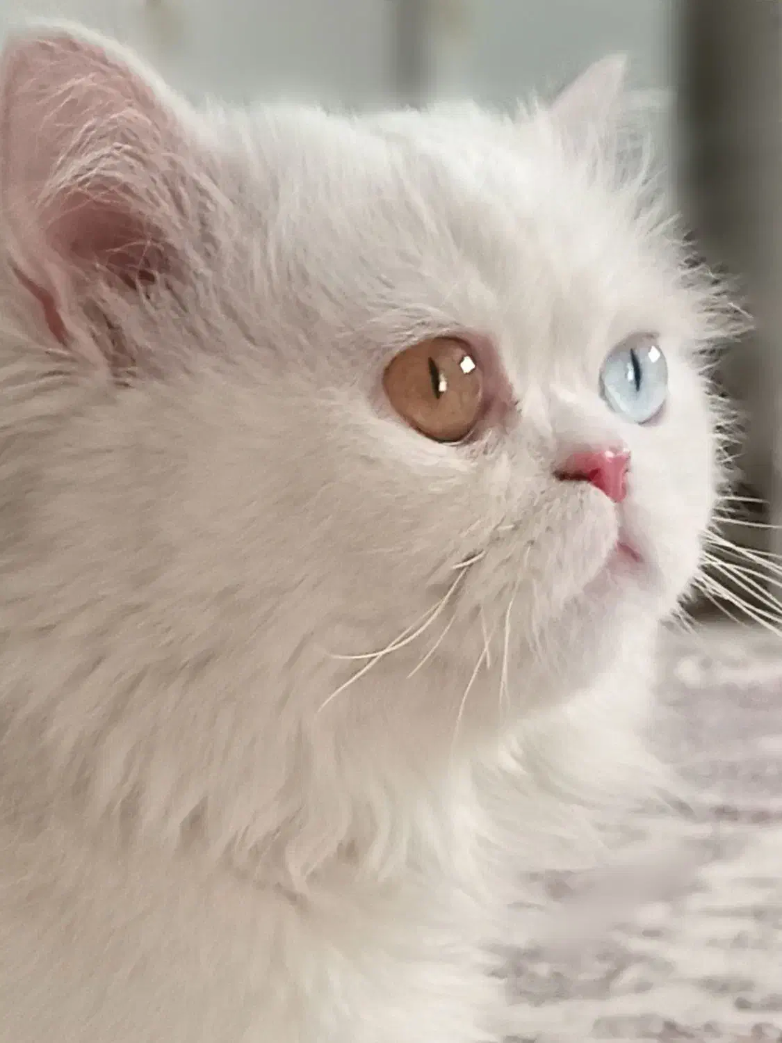 پرشین نر جهت جفگیری|گربه|سنندج, |دیوار